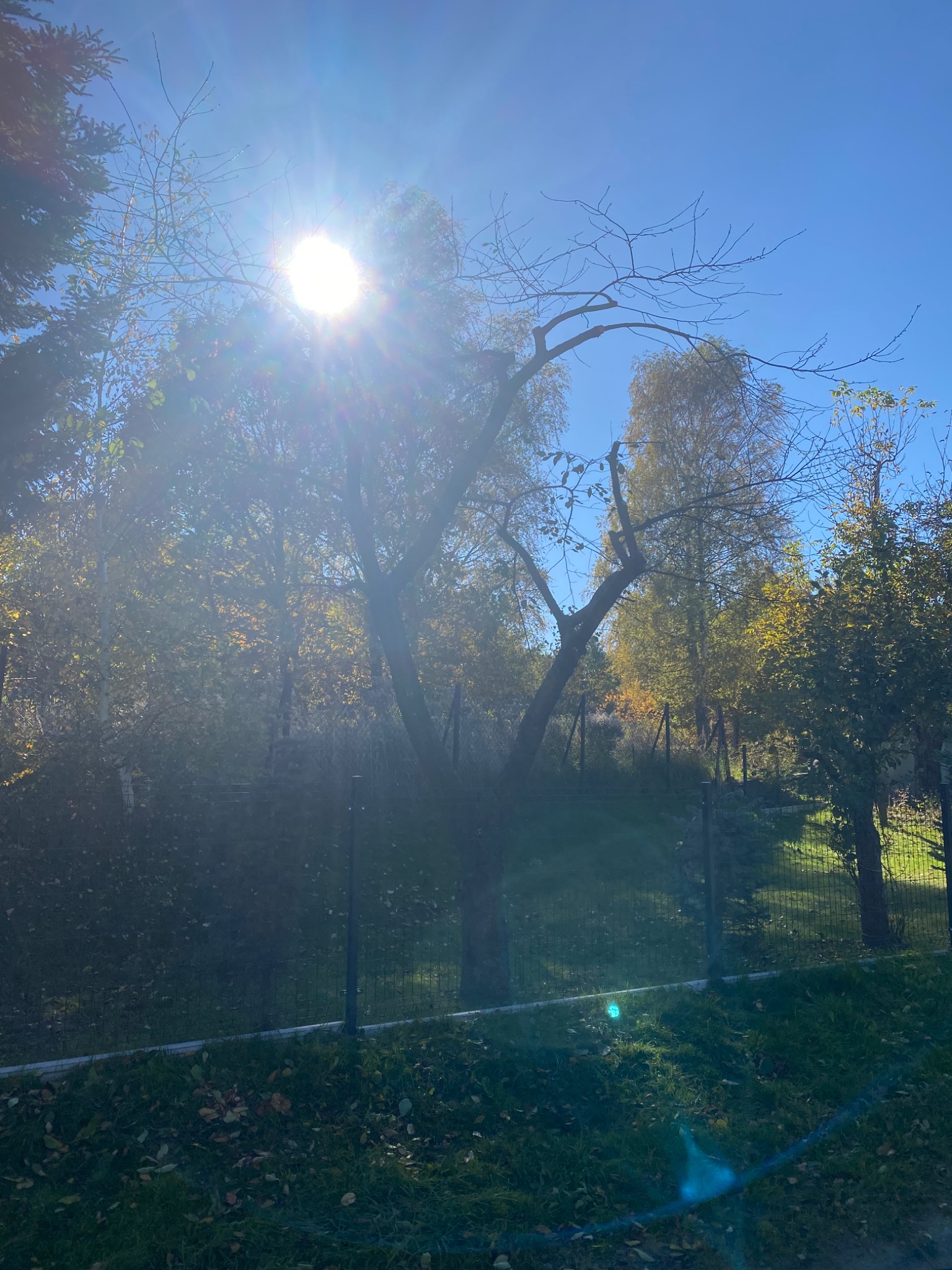 Jesienne słońce przebija przez korony drzew w ogrodzie, widoczne ogrodzenie z metalowej siatki.