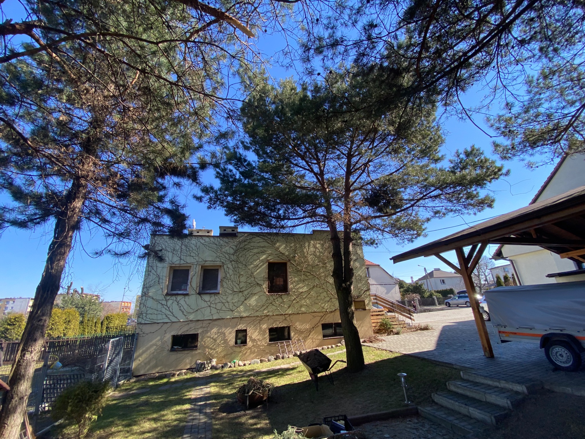 Pielęgnacja pięknej sosny w Radlinie