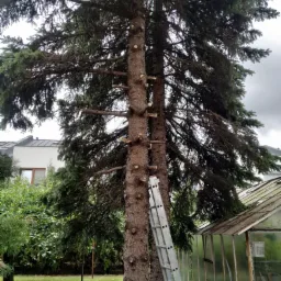 Wysoka sosna po częściowym przycięciu gałęzi, z drabiną opartą o pień, na tle szklarni i pochmurnego nieba.