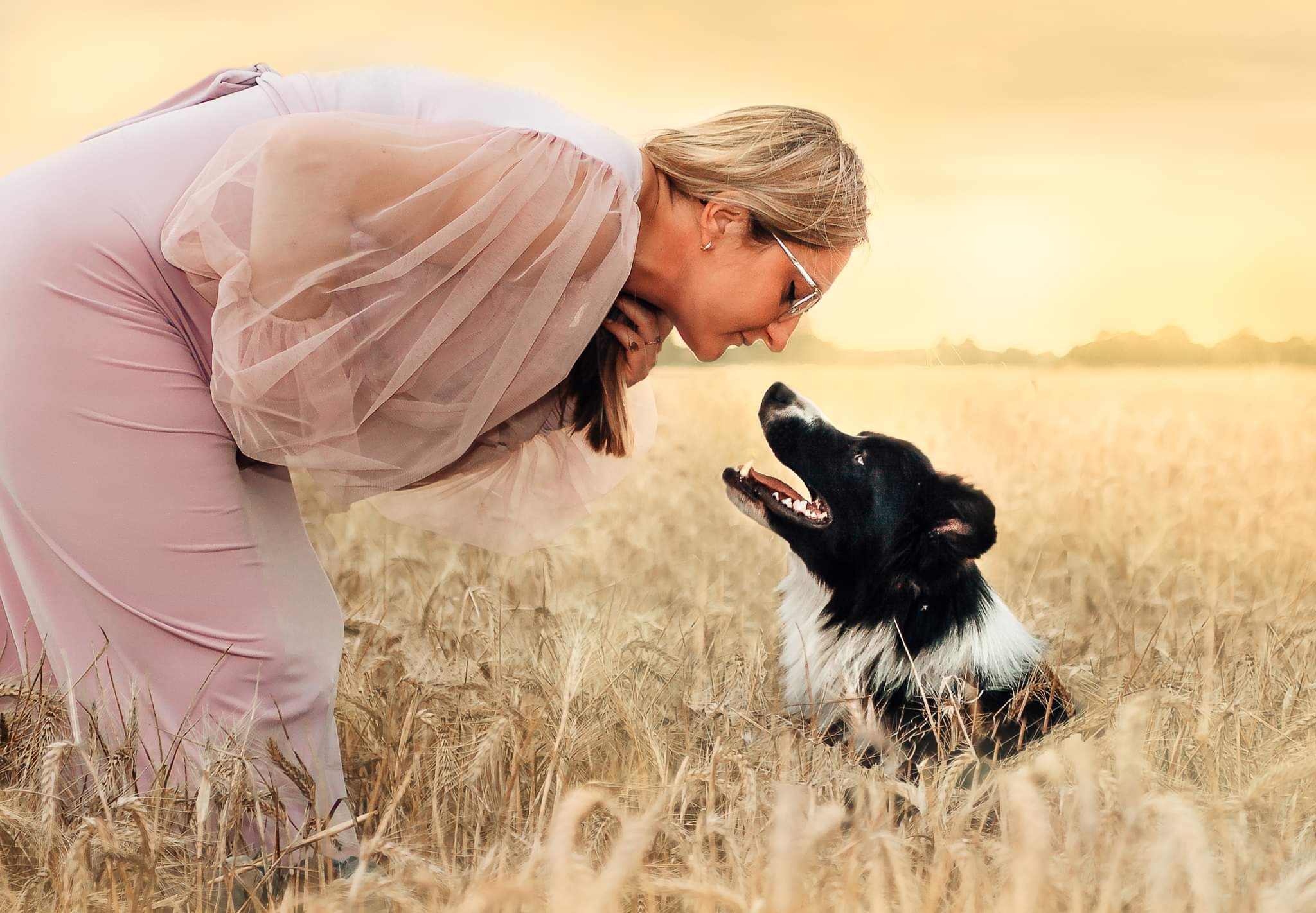 Kobieta w pudrowej sukni z tiulowymi rękawami pochyla się nad psem rasy border collie siedzącym w polu zboża w ciepłym, zachodzącym słońcu.