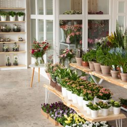 Flores Pracownia Bierzglinek - Kwiaciarnia Września - Wnętrze kwiaciarni z różnorodnymi roślinami doniczkowymi, bukietami kwiatów w wazonach, terrariami i dekoracyjnymi wieńcami, ustawionymi na półkach i drewnianych regałach.