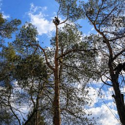 GreenLife - Arborysta w uprzęży, przycina wysokie drzewo iglaste na tle błękitnego nieba z chmurami. Widok z dołu, liny zabezpieczające.