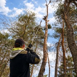 GreenLife - Arborysta w trakcie pracy na wysokości, przycina gałęzie wysokiego drzewa za pomocą specjalistycznego sprzętu. Widok z dołu, błękitne niebo w tle.