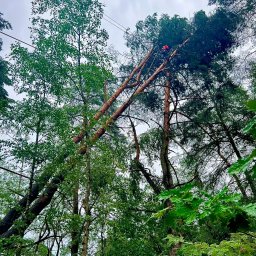 GreenLife - Arborysta w kasku, na linie, przycina gałęzie wysokiego drzewa iglastego. W tle inne drzewa liściaste i iglaste, pochmurne niebo. Widok z dołu.
