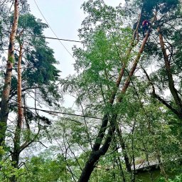 GreenLife - Arborysta w czerwonej koszuli, zabezpieczony linami, przycina gałęzie wysokiego drzewa. Widok z dołu, korony drzew wypełniają kadr. W tle fragment budynku.