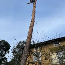 Wycinka wysokiego drzewa w Latowiczu, z pracownikiem na szczycie pnia, widok z dołu na tle budynku i pochmurnego nieba.