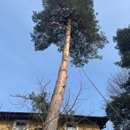 GreenLife - Doskonała Wycinka Drzew Piaseczno