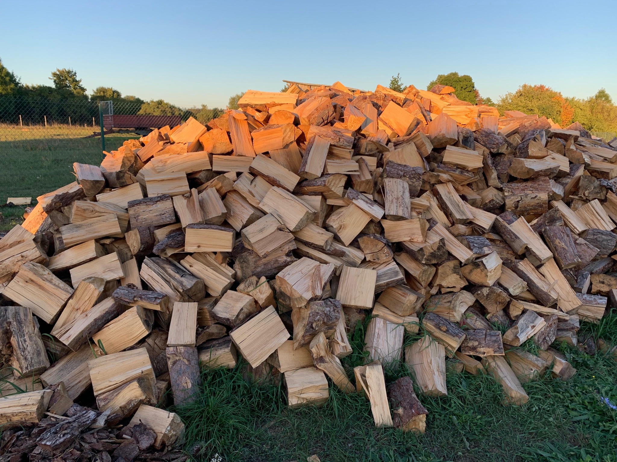 Stos pociętego drewna na trawie, oświetlony ciepłym, zachodzącym słońcem, w tle zielone drzewa i niebieskie niebo.