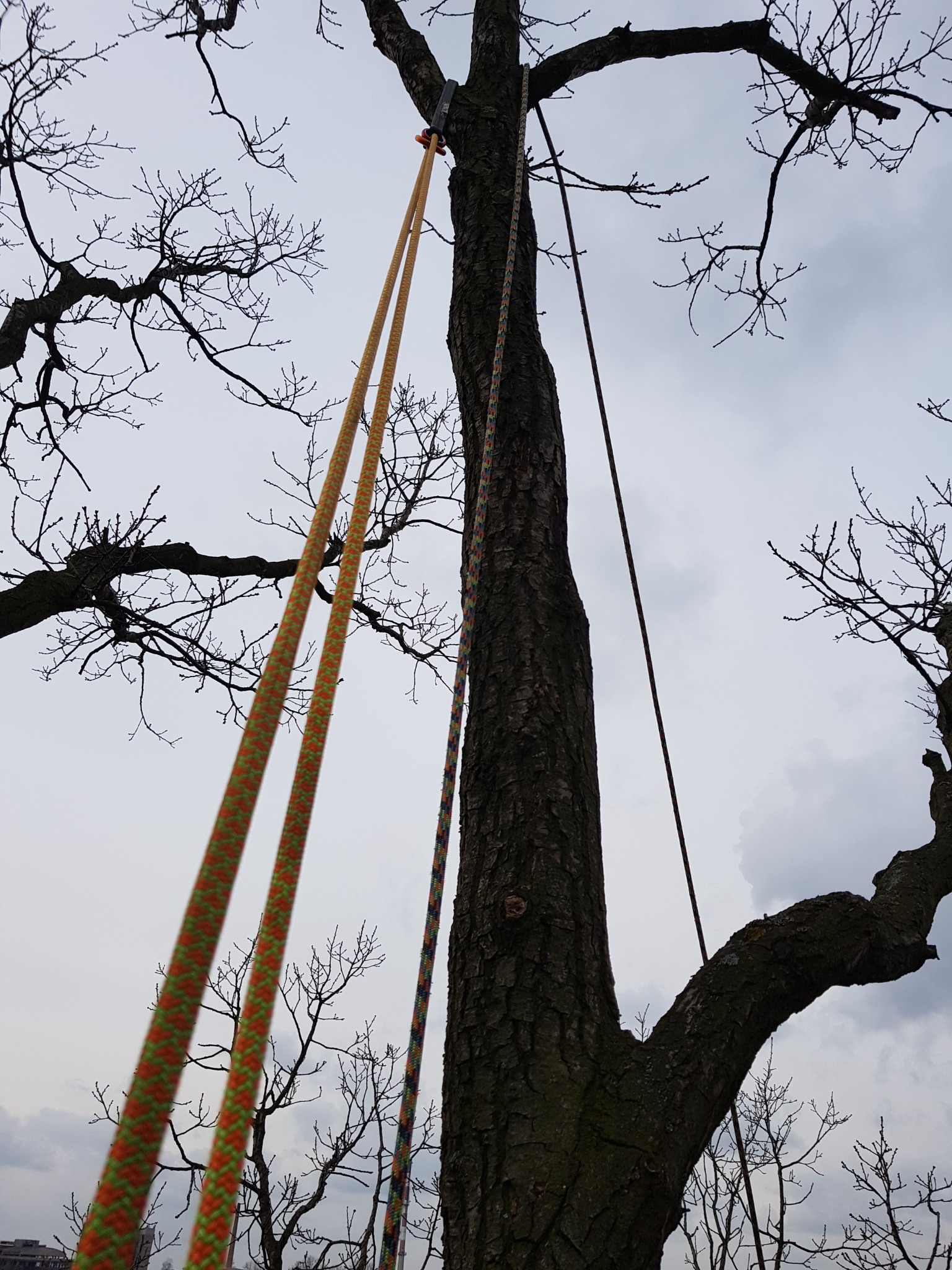 Widok z dołu na drzewo z zamocowanymi linami w kolorze żółto-pomarańczowym i wielokolorowym, sprzęt do wspinaczki drzewnej, bezlistne gałęzie na tle pochmurnego nieba.