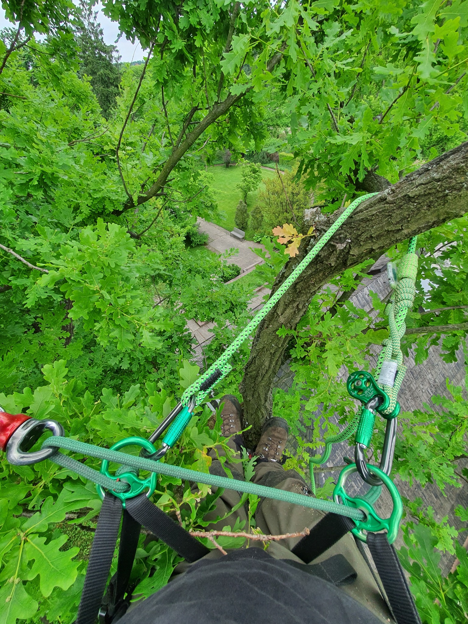 Widok z góry na pracownika w uprzęży, na drzewie z zielonymi liśćmi, z widocznymi linami i karabińczykami, sugerujący prace związane z pielęgnacją drzew.