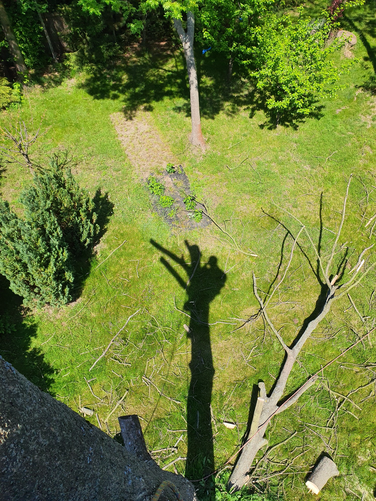 Widok z góry na trawnik po przycince gałęzi drzewa, z widocznym pniem drzewa, leżącymi gałęziami i cieniem osoby pracującej.