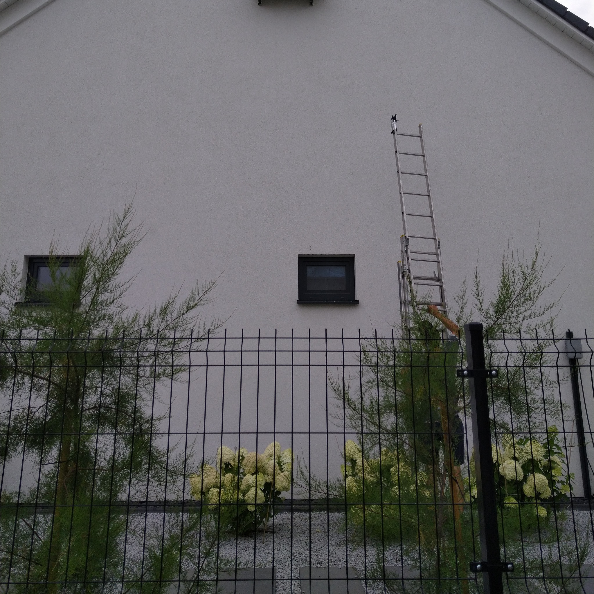Ściana domu z drabiną we Wrocławiu, widoczna przez ogrodzenie. Przygotowanie do montażu klimatyzacji lub wentylacji. Dwa okna i roślinność w tle.