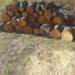 Stos pociętych okrąglaków z korą, ułożonych na trawiastym podłożu z widocznymi trocinami, w słoneczny dzień.