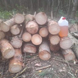 Drewno kominkowe Międzyborów 6