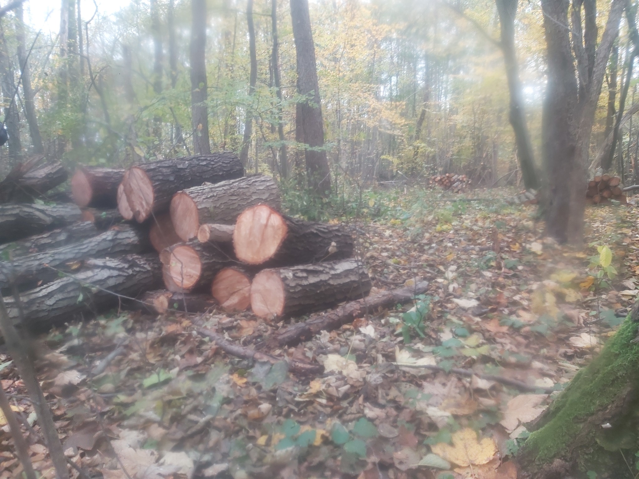 Stos pociętych kłód w lesie, jesienne liście na ziemi, lekka mgła w tle.