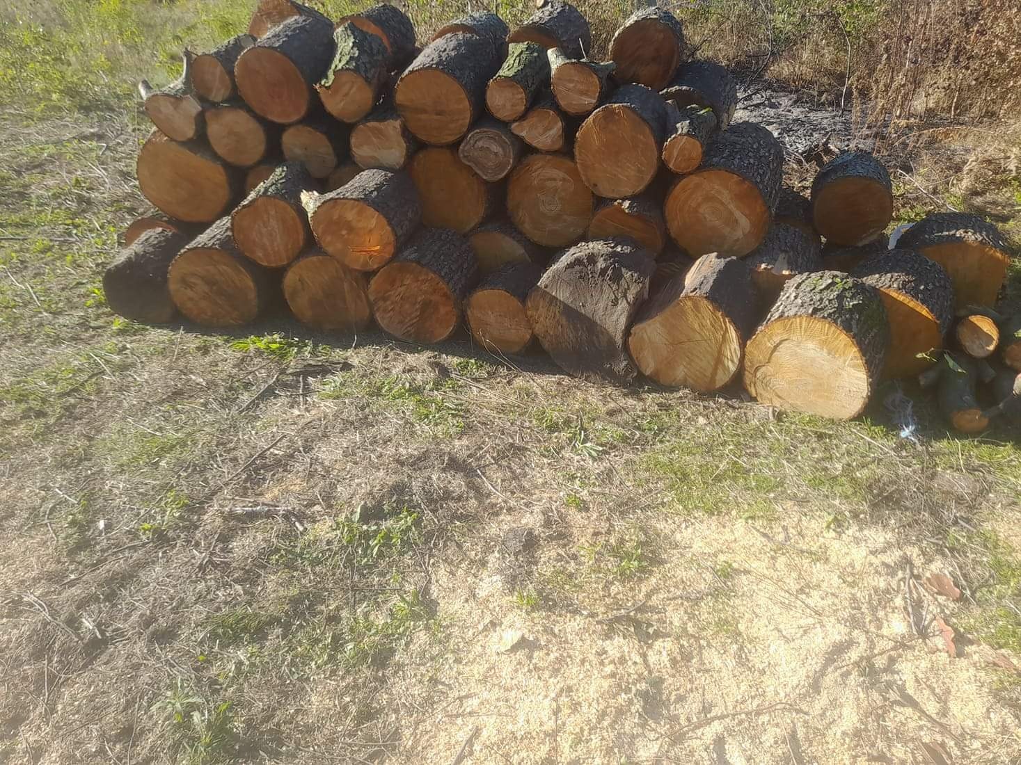 Stos pociętych okrąglaków z korą, ułożonych na trawiastym podłożu z widocznymi trocinami, w słoneczny dzień.