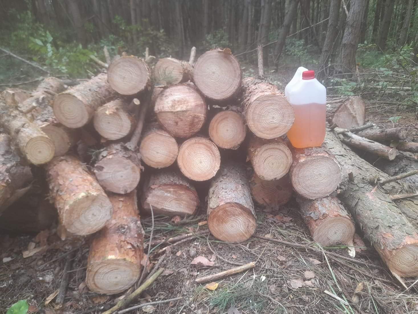 Stos pociętych kłód drewna z widocznymi słojami, obok plastikowy kanister z pomarańczową cieczą, na tle leśnego poszycia.