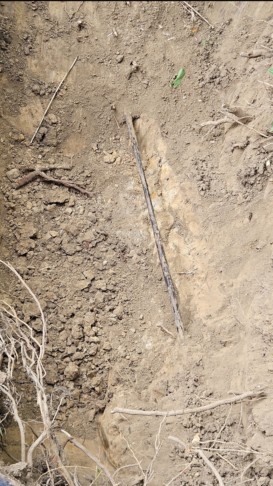 Wykopany rów w ziemi z wystającymi korzeniami i patykiem, prawdopodobnie pod drenaż. Widoczne ślady pracy ziemnej.