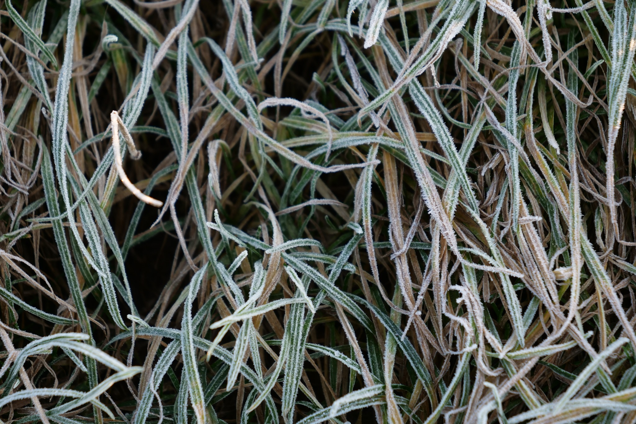 Natura to prawdziwa nauczycielka. Lubię ją fotografować.