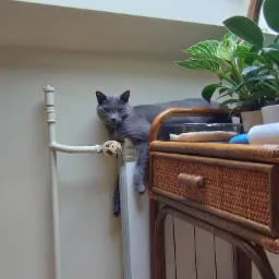 Szary kot wyleguje się na grzejniku, opierając się o zawór termostatyczny, obok stolika z wiklinową szufladą i roślinami doniczkowymi.