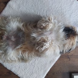 Sprzątanie mieszkań Sanok 3