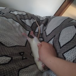 Sprzątanie mieszkań Sanok 4