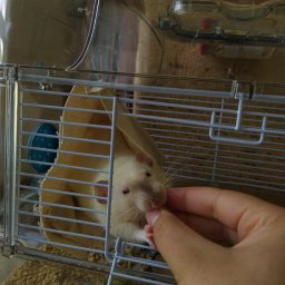 SpacerZoo - Biały szczur w klatce z drabinką, trzymany przez ludzką rękę, która go karmi.