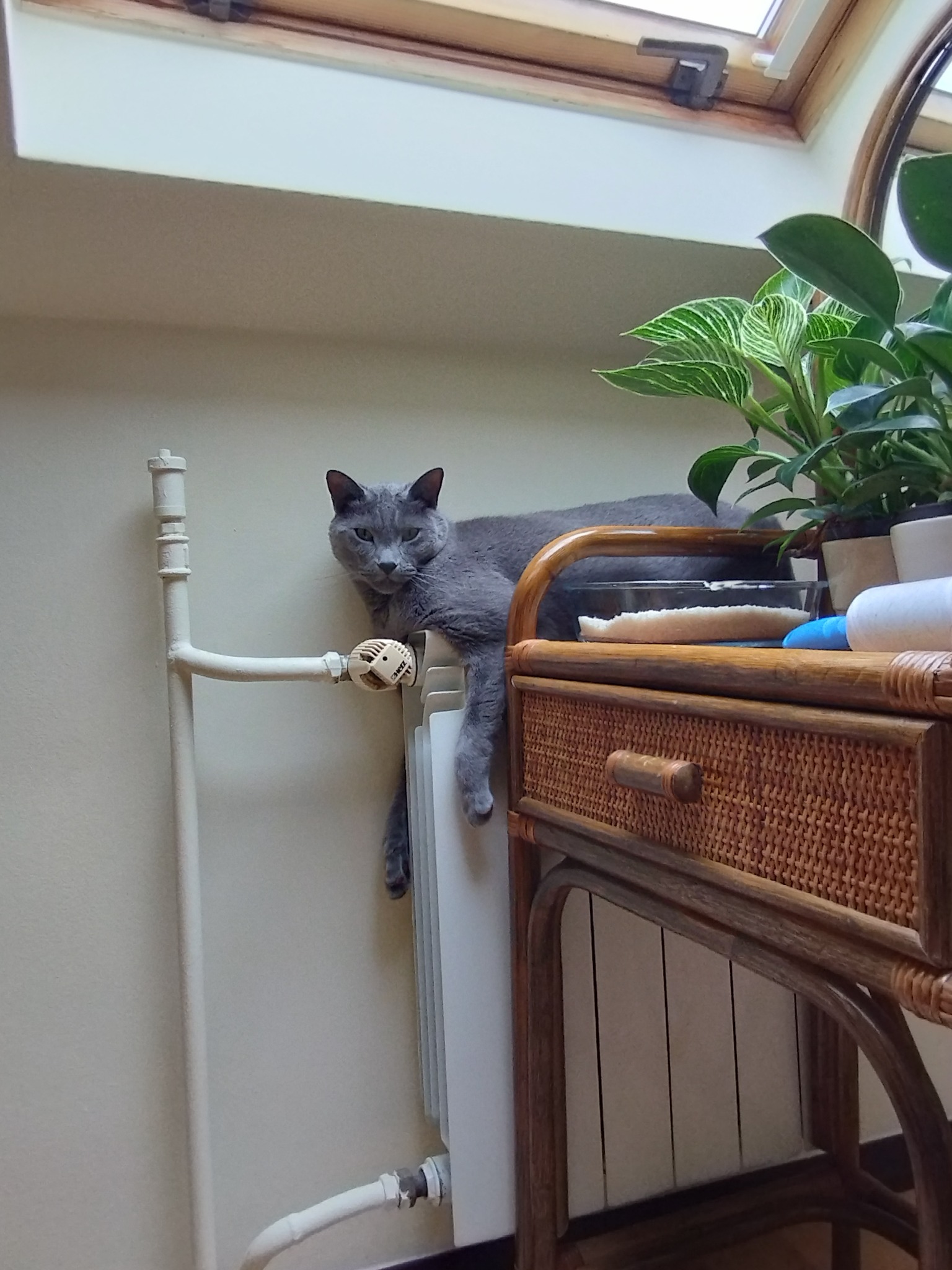 Szary kot wyleguje się na grzejniku, opierając się o zawór termostatyczny, obok stolika z wiklinową szufladą i roślinami doniczkowymi.