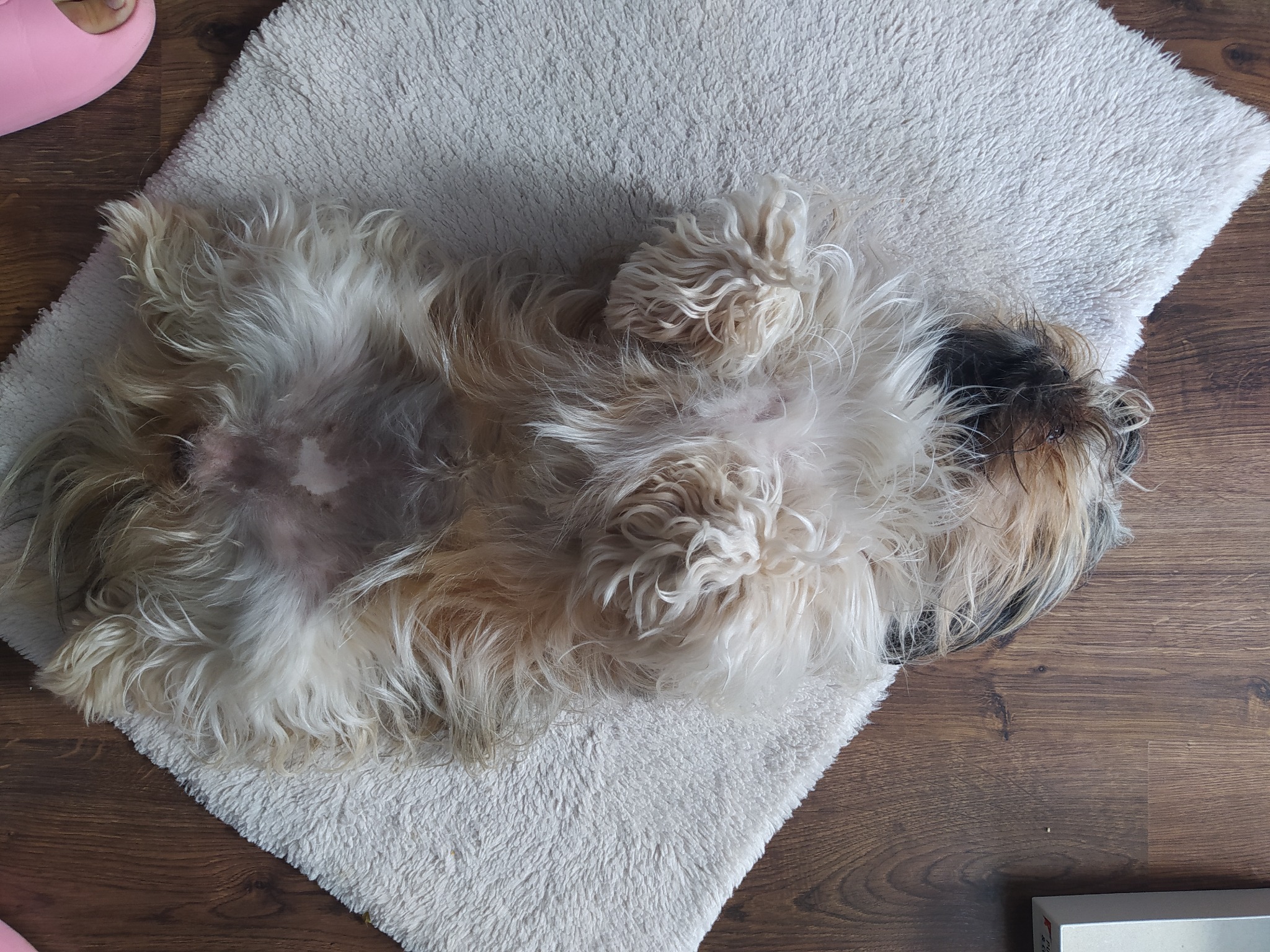 Shih Tzu leżący na plecach na puszystym, kremowym dywaniku na drewnianej podłodze, z widoczną stopą w różowym kapciu w lewym górnym rogu.