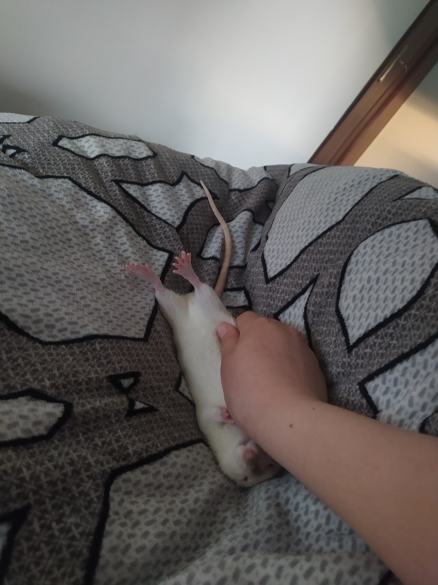 Biały szczur leży na plecach na wzorzystym kocu, trzymany delikatnie przez ludzką rękę, z widocznymi różowymi łapkami i długim ogonem.