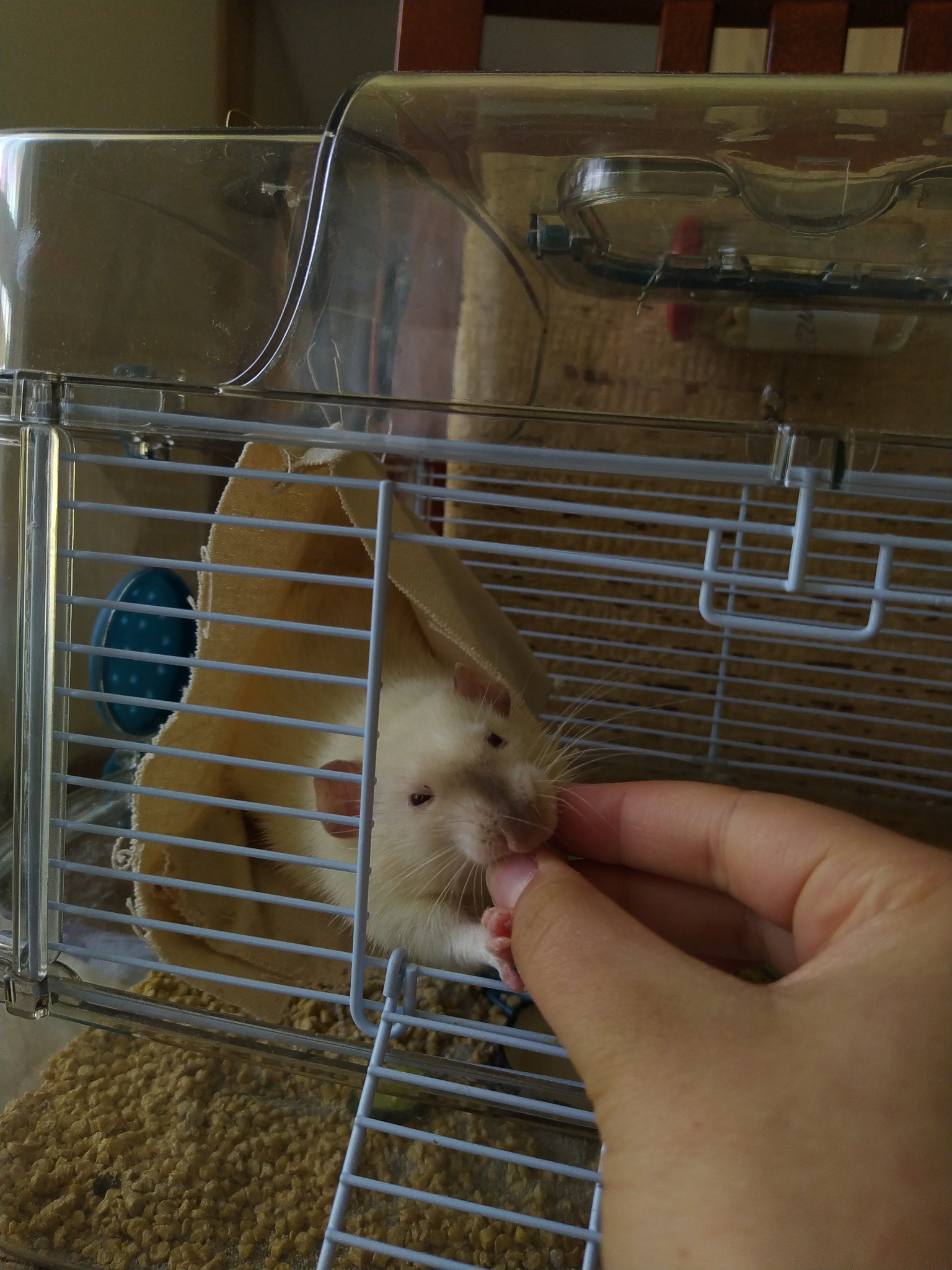 Biały szczur w klatce z drabinką, trzymany przez ludzką rękę, która go karmi.