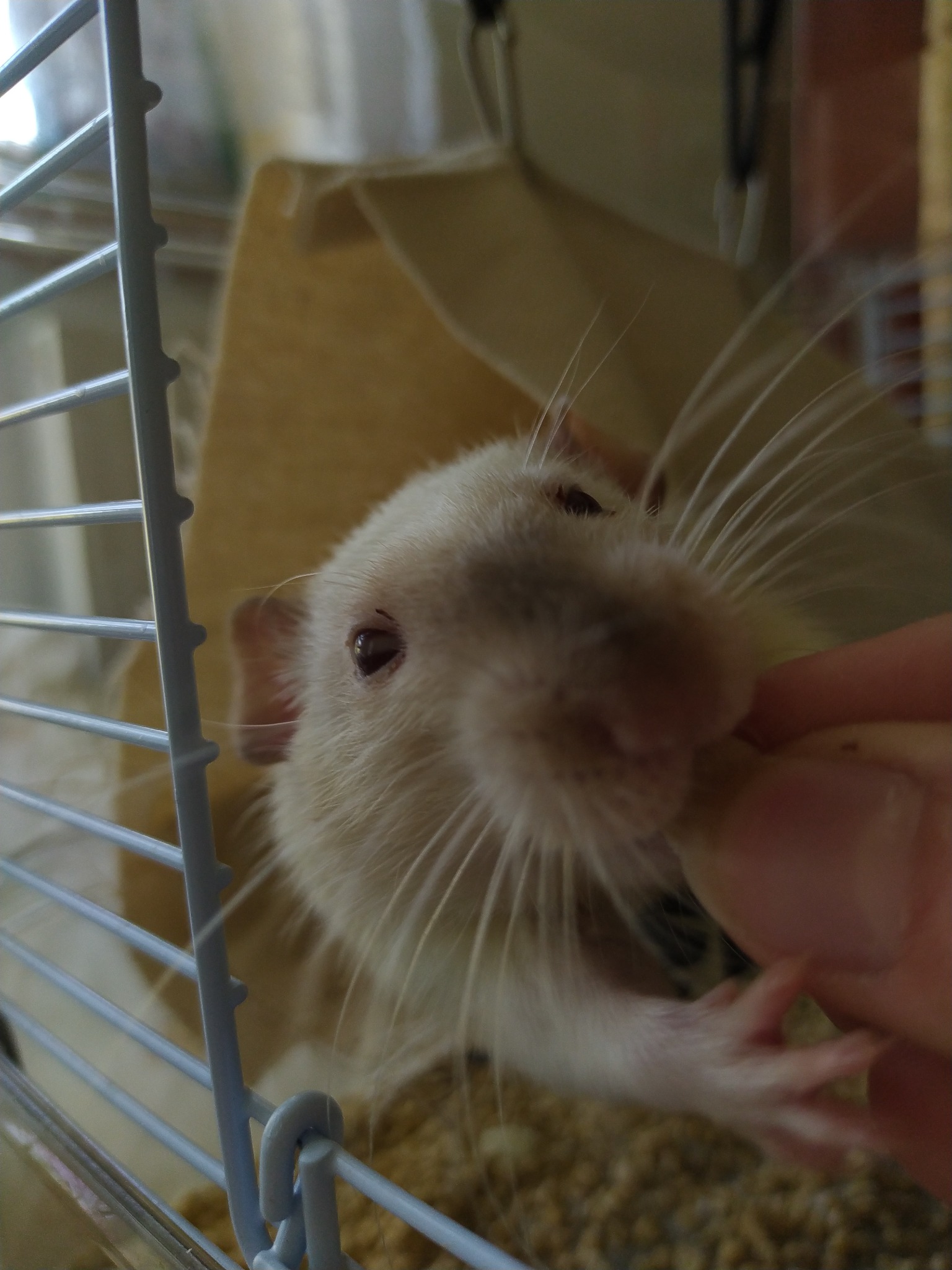 Bliskie ujęcie białego szczura w klatce, jedzącego coś z ręki właściciela; widoczne długie wąsy i małe łapki.