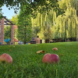 KULTURA ZIELENI SPÓŁKA Z OGRANICZONĄ ODPOWIEDZIALNOŚCIĄ - Niski kąt widzenia na równo przystrzyżony trawnik z opadłymi jabłkami, w tle pergola, drzewa i wanna ogrodowa.