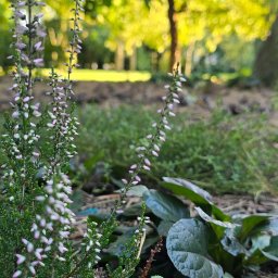 KULTURA ZIELENI SPÓŁKA Z OGRANICZONĄ ODPOWIEDZIALNOŚCIĄ - Kwitnący wrzos pospolity z delikatnymi fioletowymi pąkami na tle rozmytego, słonecznego trawnika i drzew w parku.