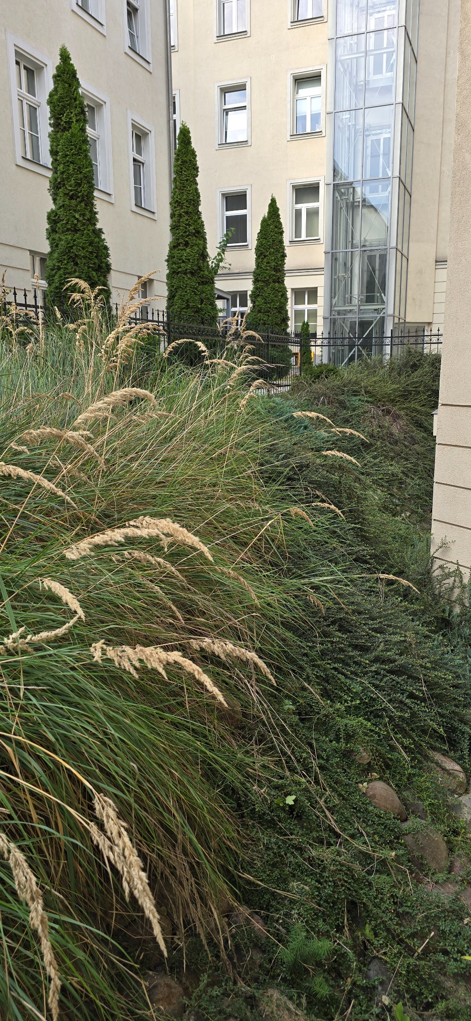 Ozdobne trawy i niskie krzewy w miejskim ogrodzie z budynkami w tle, widoczna szklana winda.