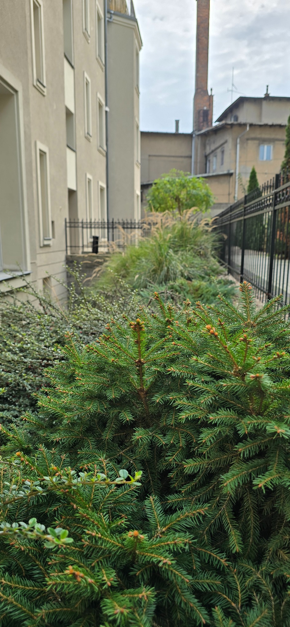 Krzew iglasty na tle budynku mieszkalnego i metalowego ogrodzenia, element zagospodarowania terenu.