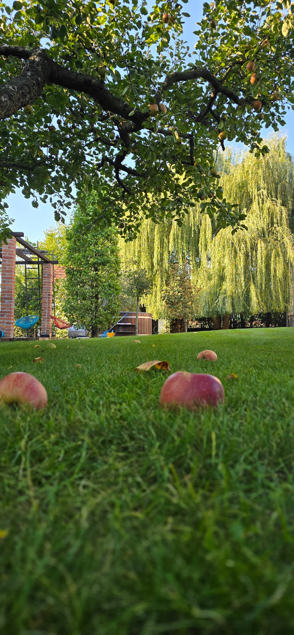 Niski kąt widzenia na równo przystrzyżony trawnik z opadłymi jabłkami, w tle pergola, drzewa i wanna ogrodowa.