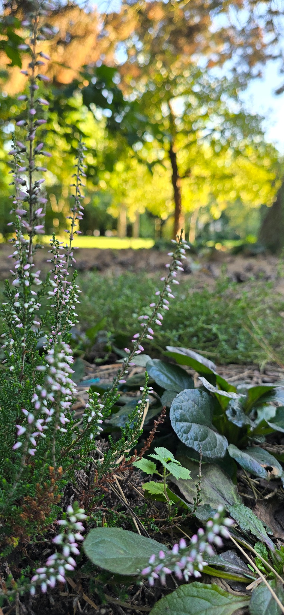 Kwitnący wrzos pospolity z delikatnymi fioletowymi pąkami na tle rozmytego, słonecznego trawnika i drzew w parku.