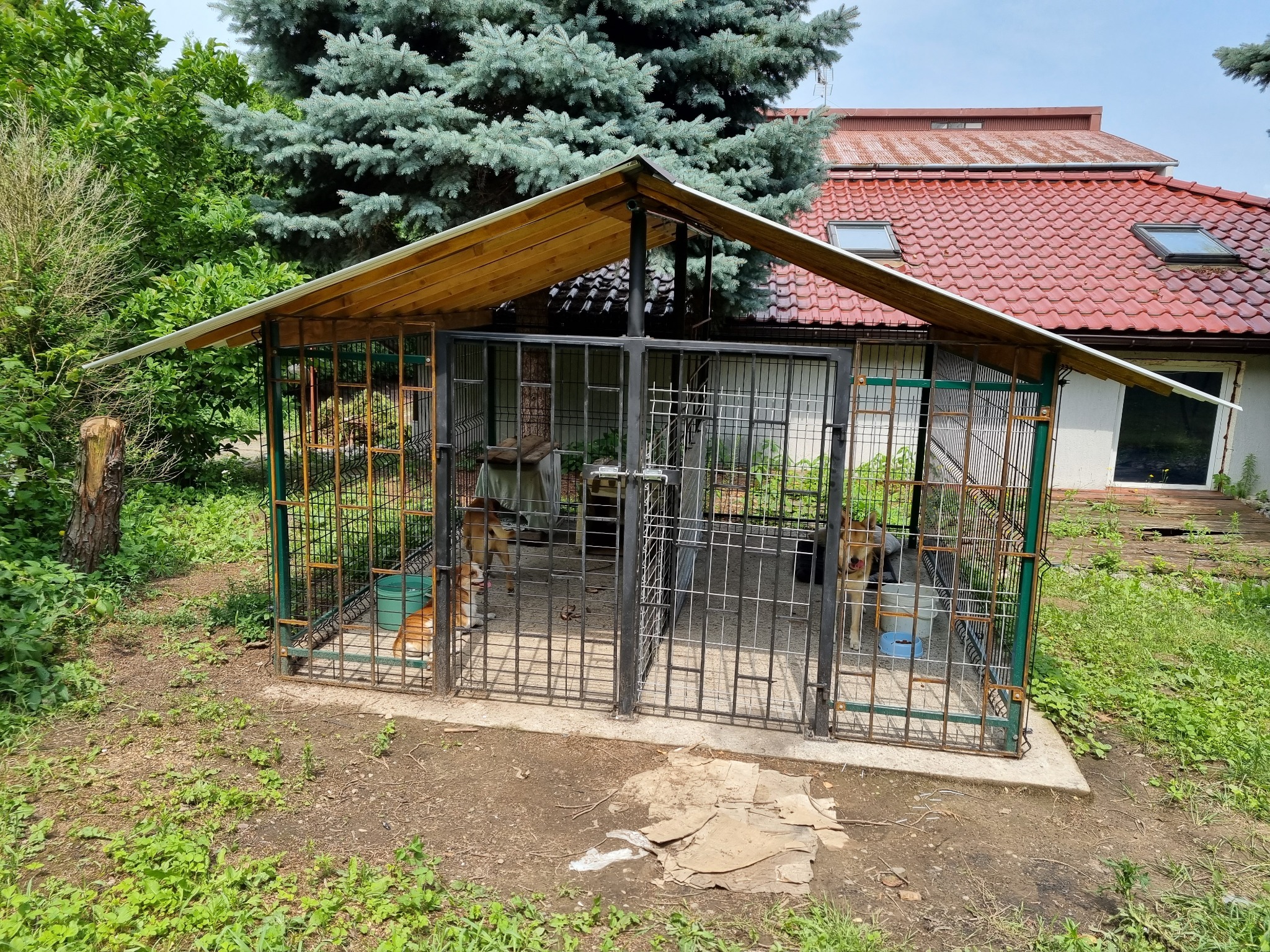 Konstrukcja z metalu i drewna, prawdopodobnie kojec dla psów, z dwoma psami w środku, na zewnątrz zielona trawa i drzewa, w tle dom z czerwoną dachówką.
