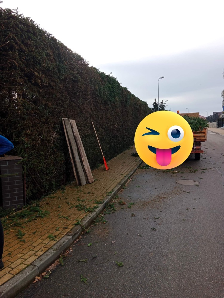 Przycięty żywopłot z resztkami gałęzi na chodniku i ulicy, przyczepka z zielonymi gałęziami w tle, pochmurne niebo.