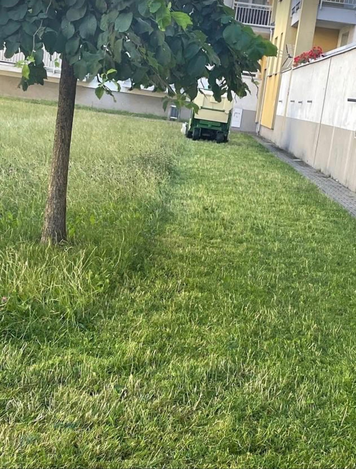 Zielony trawnik z wysoką trawą przed budynkiem, z widocznym traktorkiem-kosiarką w tle, częściowo zasłoniętym przez drzewo.