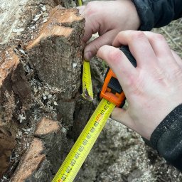 Only Trees - Marcin Miller - Pomiar średnicy pnia ściętego drzewa żółtą taśmą mierniczą przez dwie osoby w kurtkach, z widocznymi wiórami po cięciu.