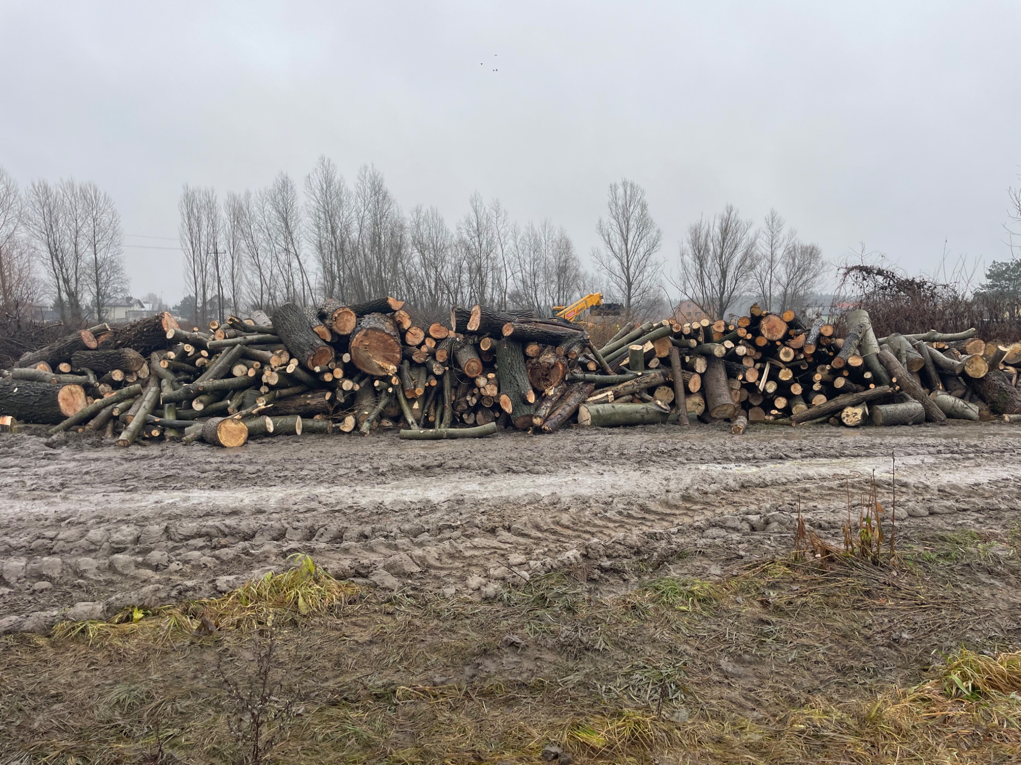 Stos pociętych kłód drewna ułożonych na błotnistym terenie, w tle widoczne drzewa bez liści i fragment maszyny do cięcia drewna.