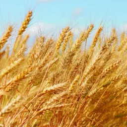 Złote kłosy zboża falujące na wietrze pod błękitnym niebem, uchwycone w słoneczny dzień.