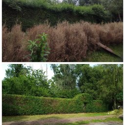 Firma Usługowa HOPUŚ - Porównanie dwóch zdjęć żywopłotu: górne przedstawia żywopłot zaniedbany z uschniętymi krzewami na pierwszym planie, dolne ukazuje zadbany, równo przycięty żywopłot z zielonym trawnikiem.