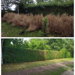 Firma Usługowa HOPUŚ - Porównanie stanu żywopłotu przed i po przycięciu: góra - zaniedbany żywopłot z uschniętymi pędami, dół - równo przycięty, zielony żywopłot.