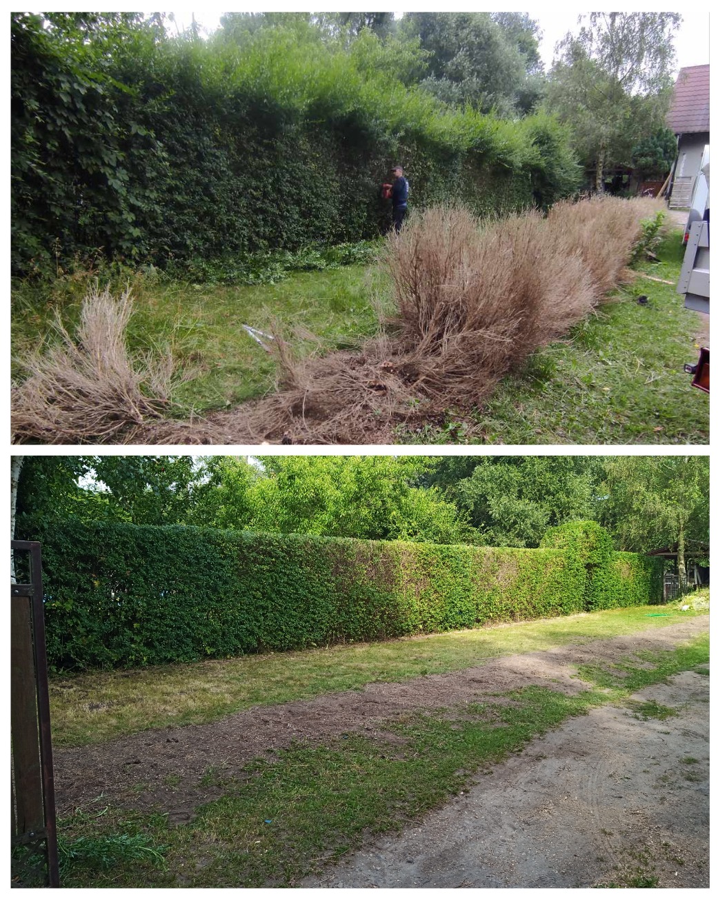 Przed i po: Przycinanie wysokiego żywopłotu, widoczne ścięte gałęzie przed zielonym żywopłotem, w tle pracownik z nożycami do żywopłotu.