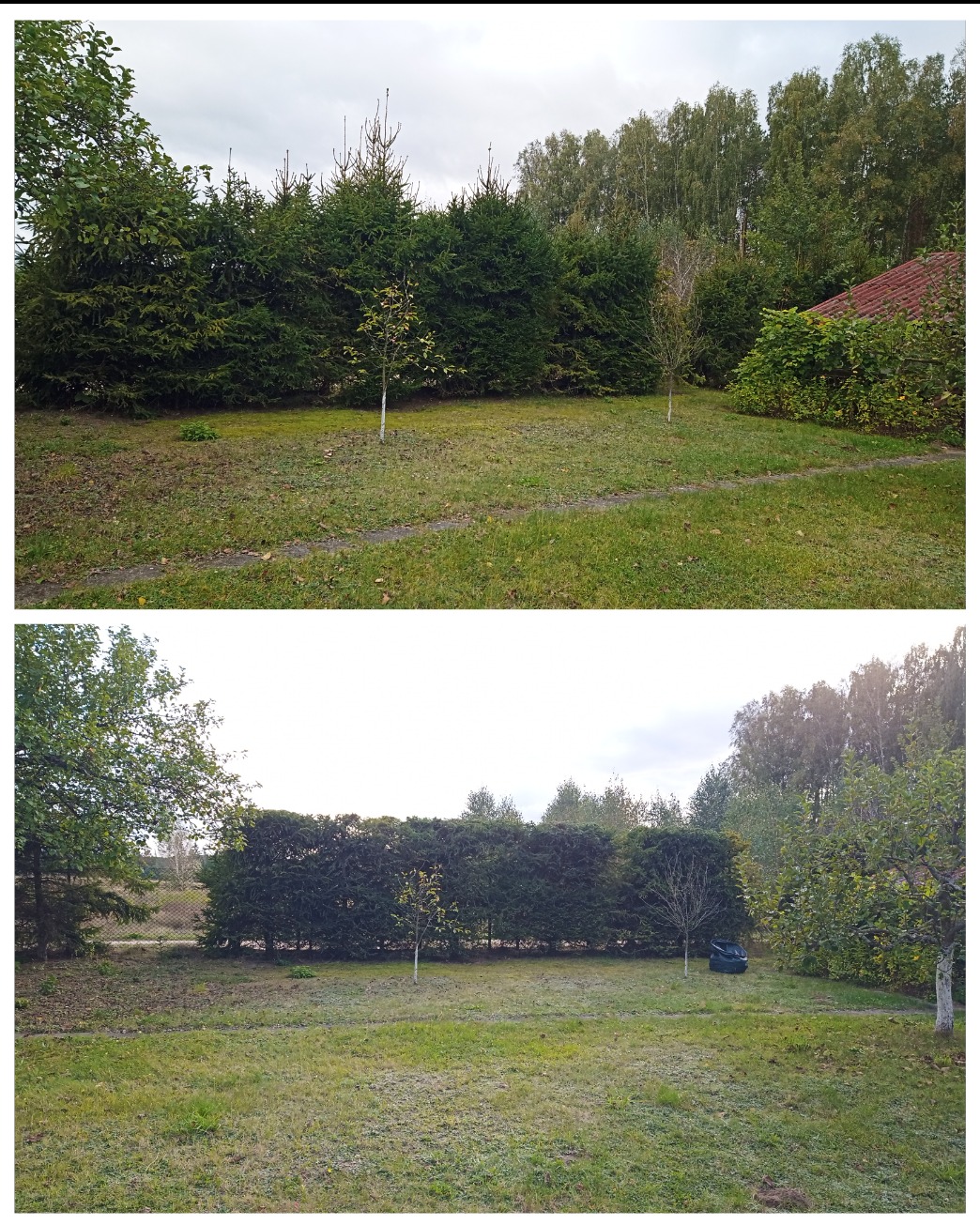 Porównanie stanu ogrodu przed i po strzyżeniu żywopłotu, z widocznym robotem koszącym na trawniku, drzewa z pomalowanymi pniami.