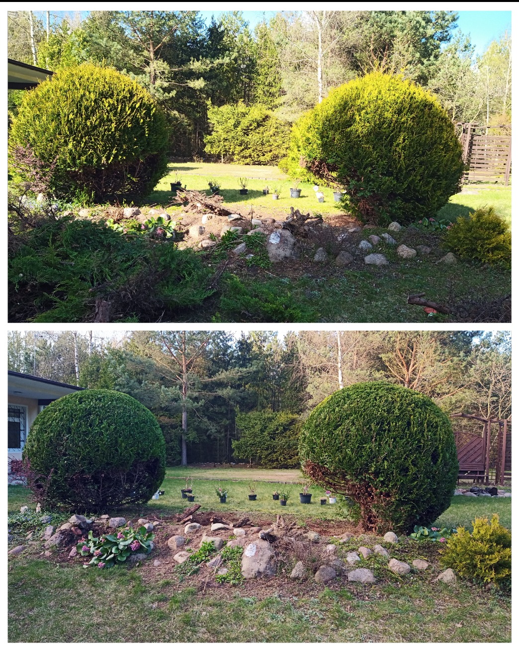 Dwa kadry: górny pokazuje ogród z dwoma kulistymi krzewami przed przycięciem, z widocznymi gałęziami i resztkami po wycince; dolny kadr prezentuje te same krzewy po przycięciu na idealne kule,...