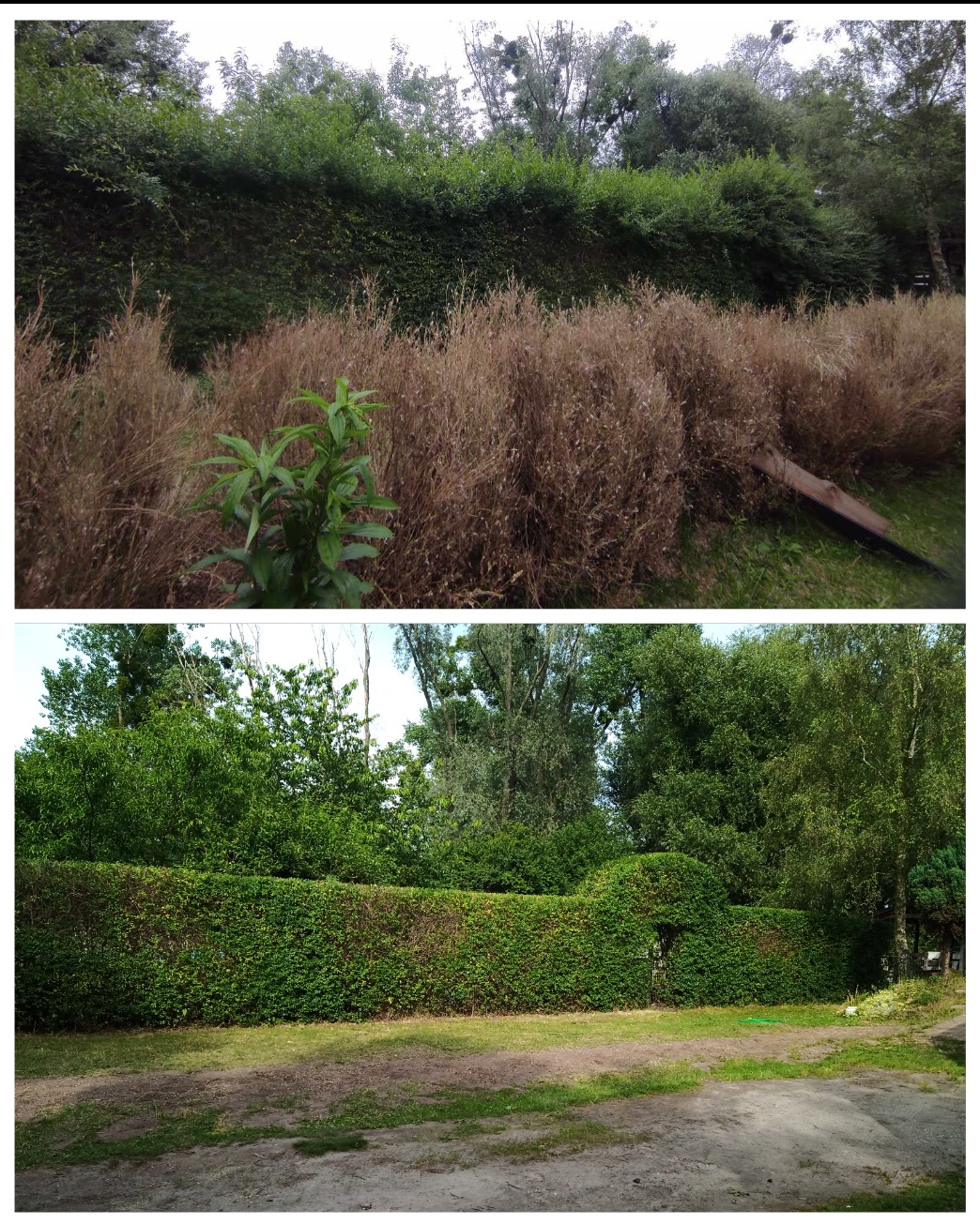 Porównanie dwóch zdjęć żywopłotu: górne przedstawia żywopłot zaniedbany z uschniętymi krzewami na pierwszym planie, dolne ukazuje zadbany, równo przycięty żywopłot z zielonym trawnikiem.